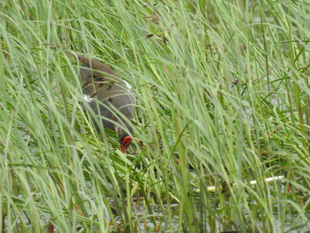 Eurasian Moorhen - Kalyani Kapdi