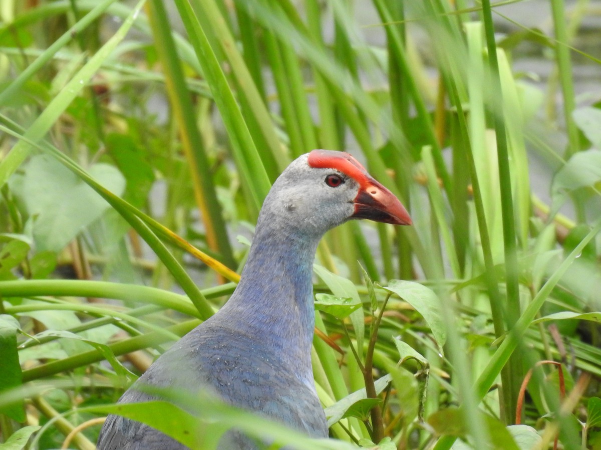 Gray-headed Swamphen - ML403115031