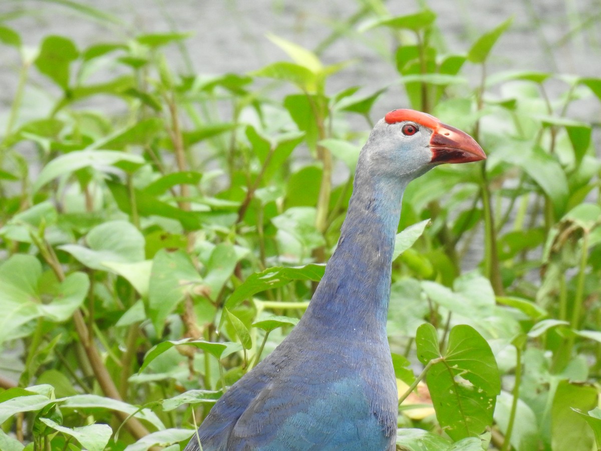 Gray-headed Swamphen - ML403115051