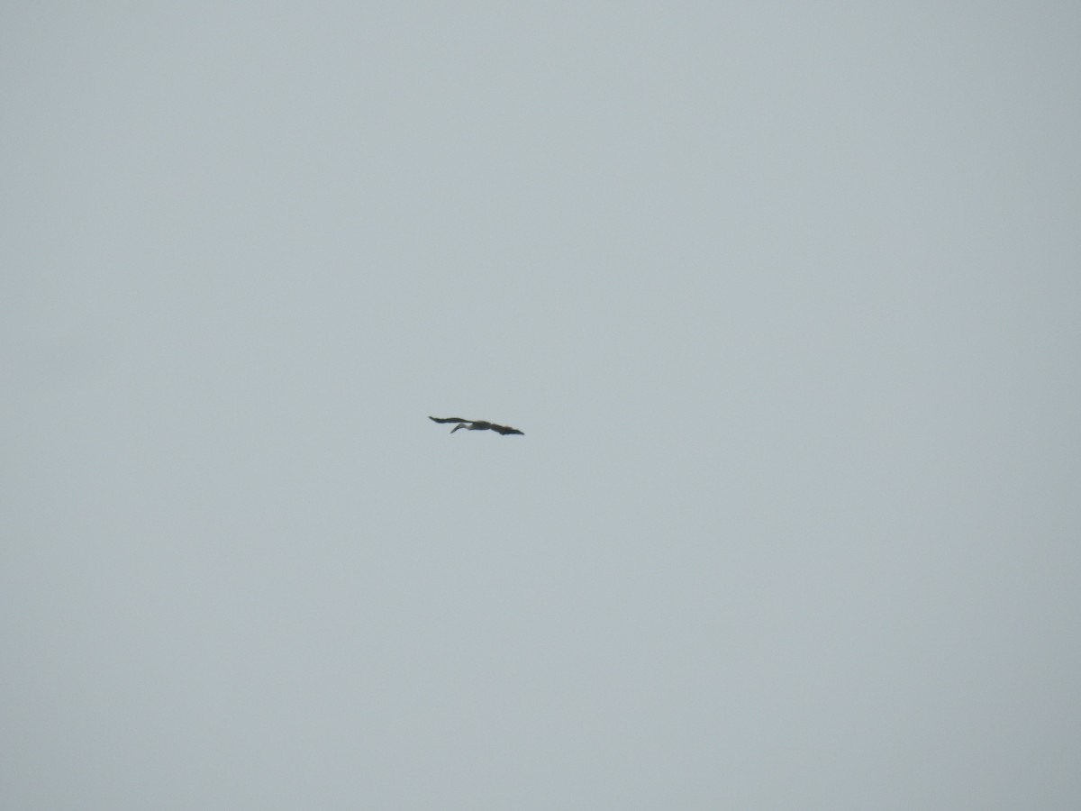 Asian Openbill - ML403115161