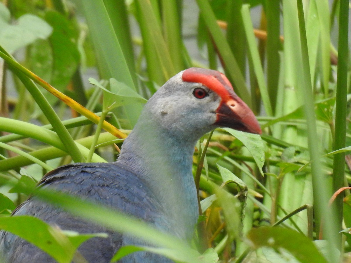 Gray-headed Swamphen - ML403115181