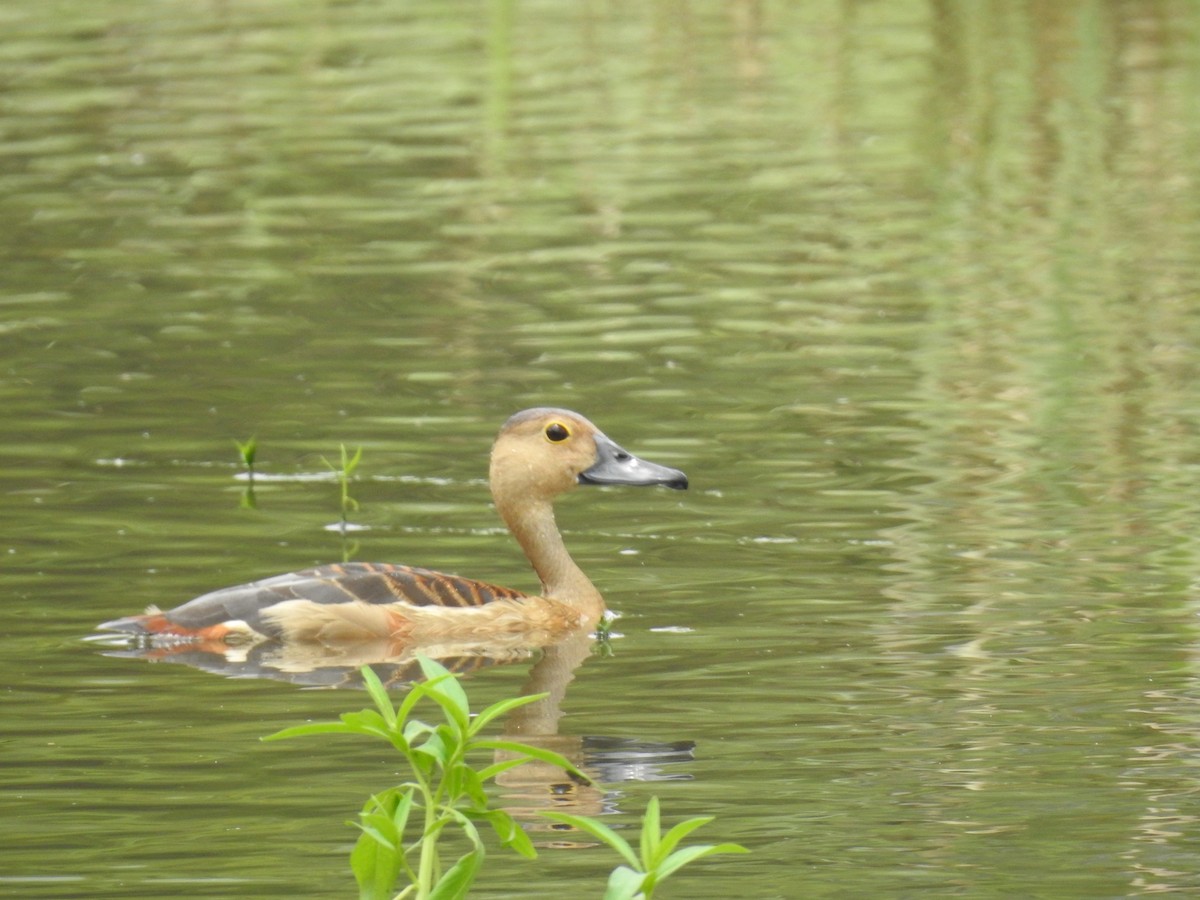 Lesser Whistling-Duck - ML403115631