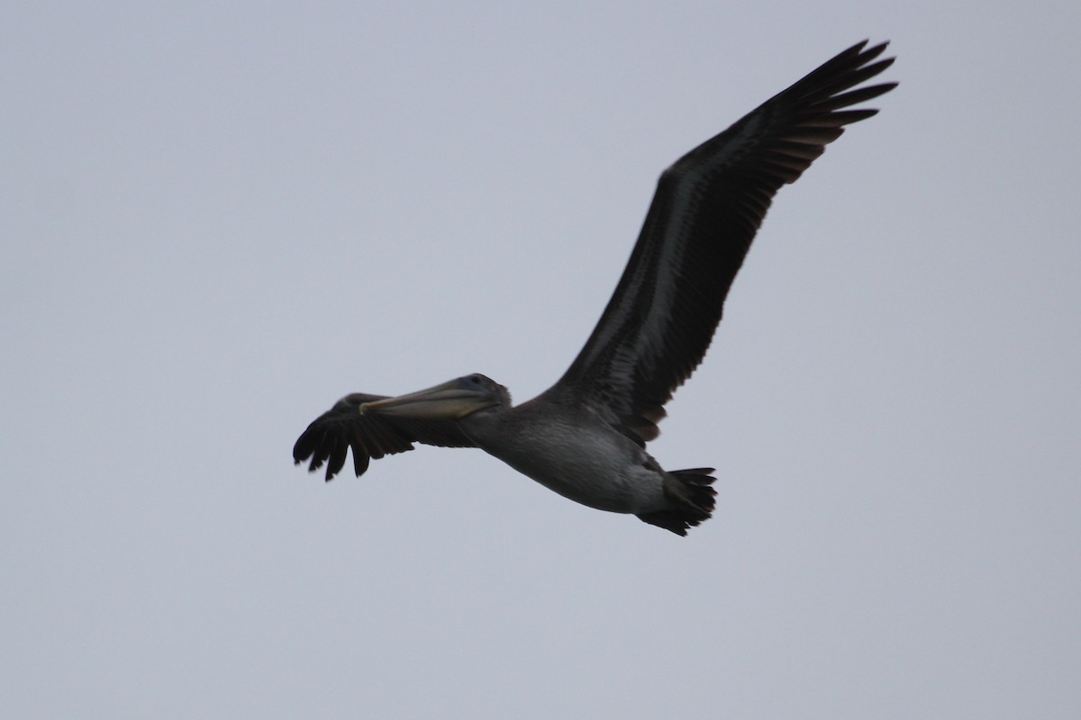 Brown Pelican - John Bjorkman