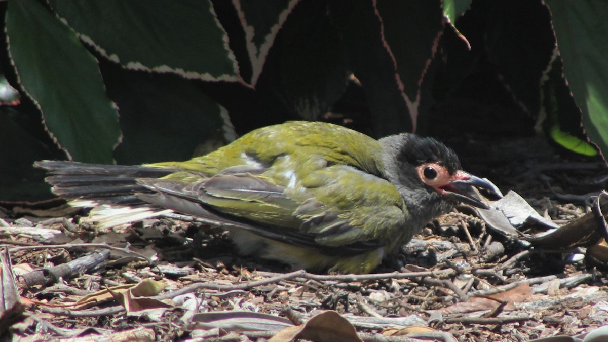 Australasian Figbird - ML403116641