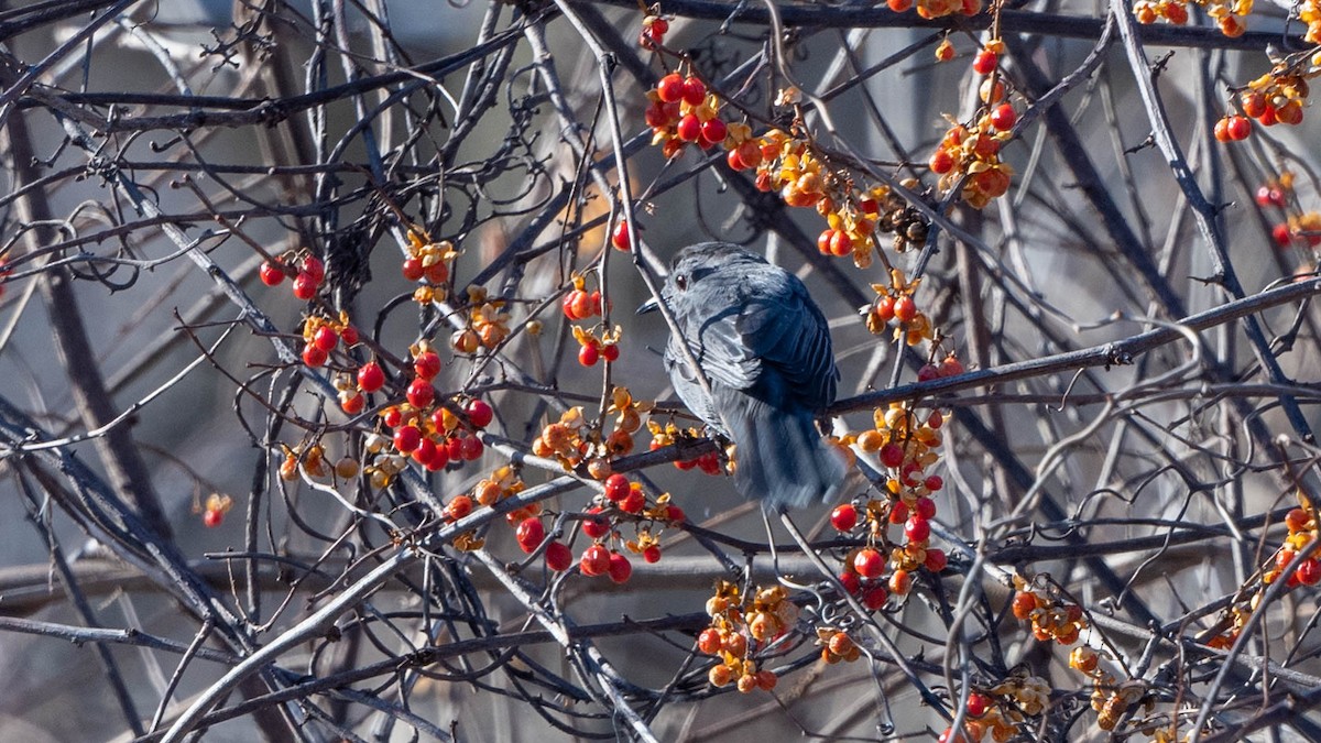 Gray Catbird - ML403117001