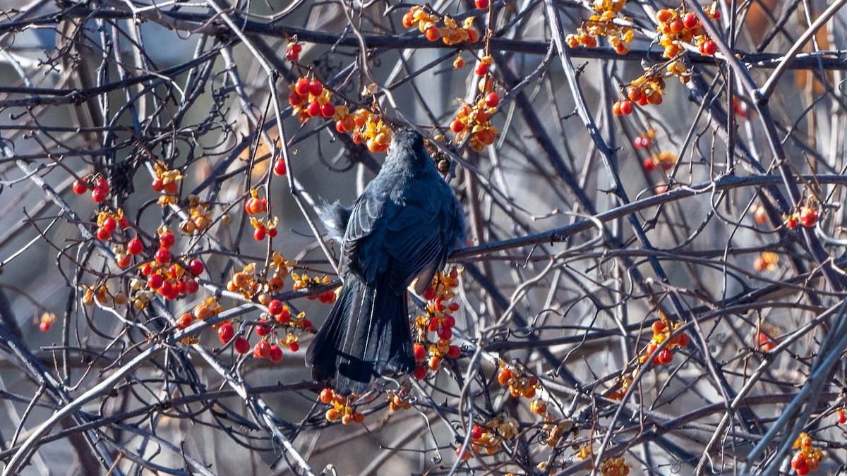 Gray Catbird - ML403117011
