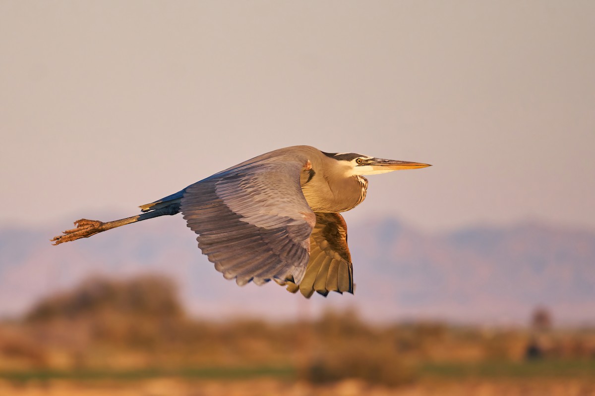 Great Blue Heron - ML403117561