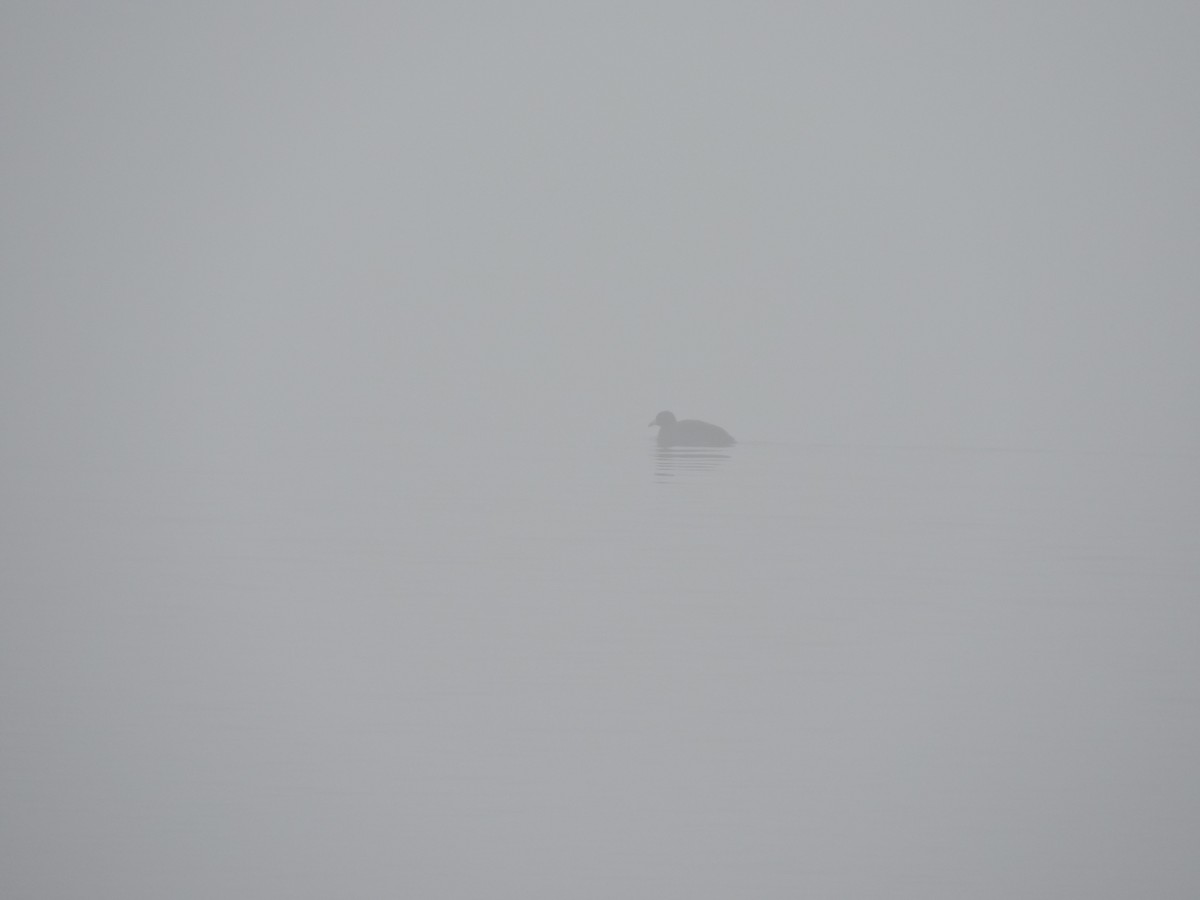 アメリカオオバン - ML40311981