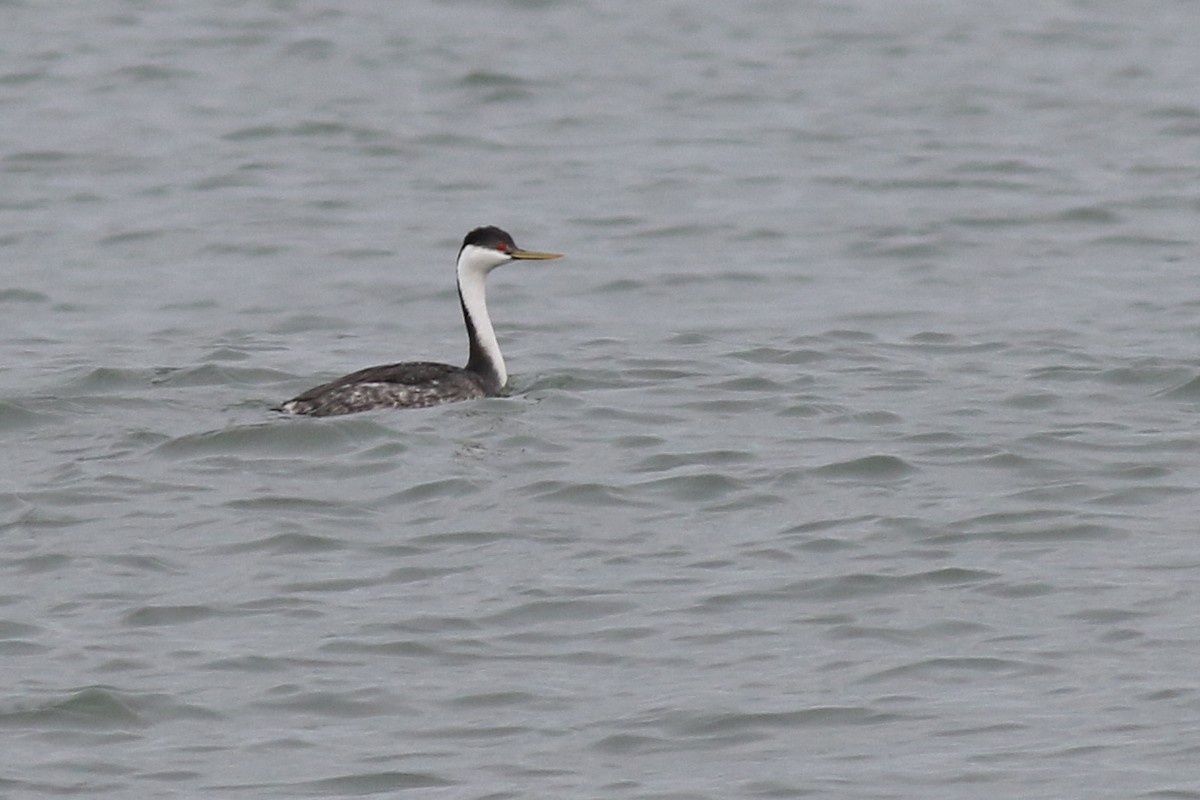 Western Grebe - Baxter Beamer