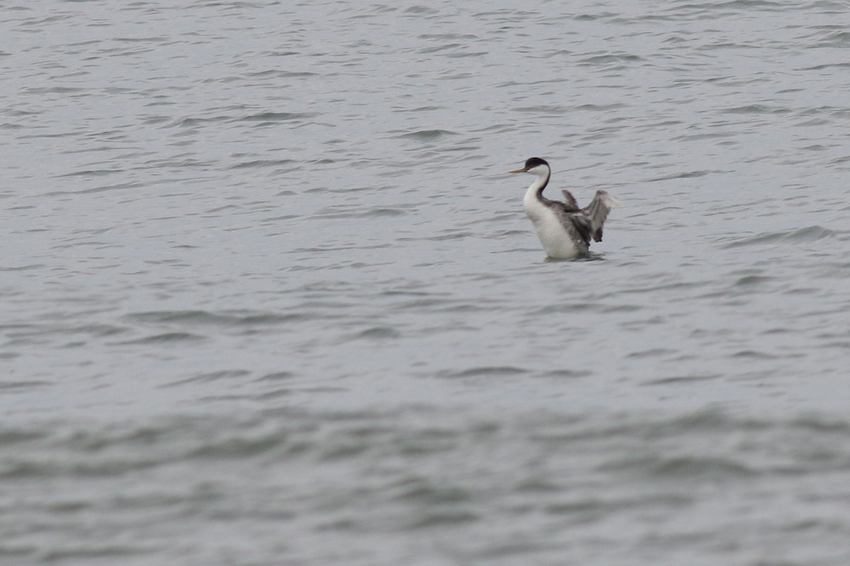 Western Grebe - ML403120061