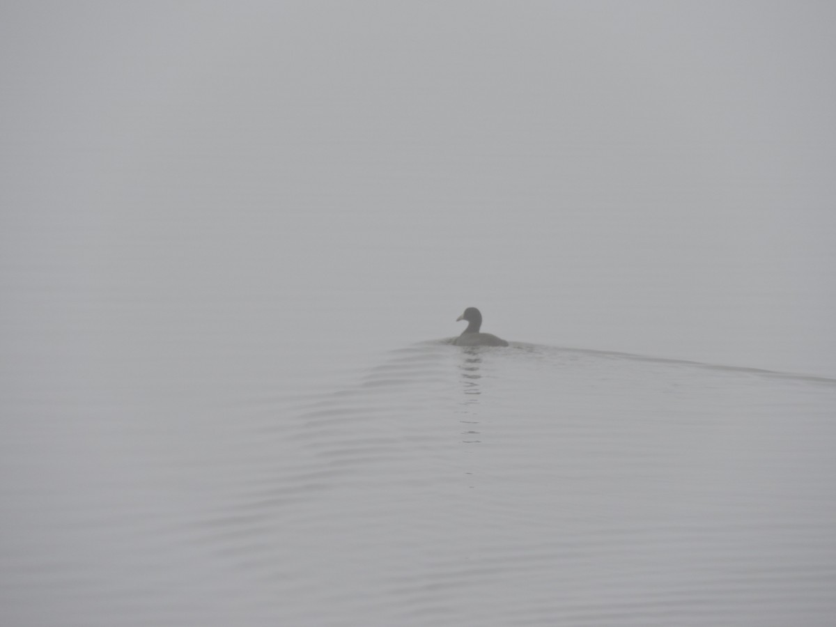 アメリカオオバン - ML40312011