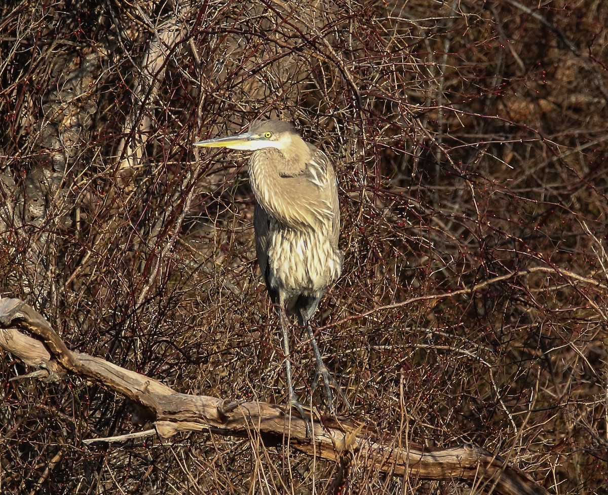 Great Blue Heron - Tom Younkin