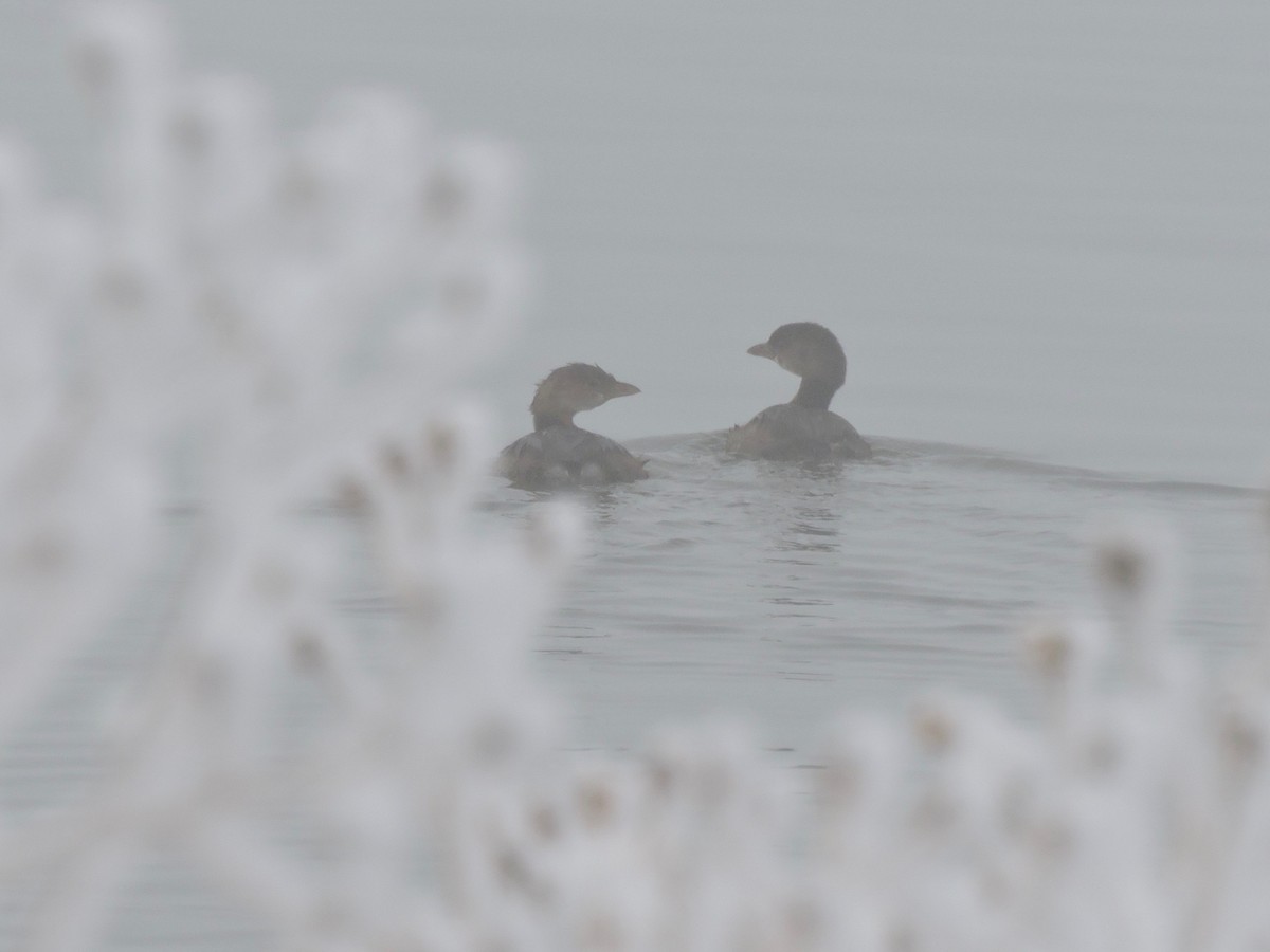 オビハシカイツブリ - ML40312161