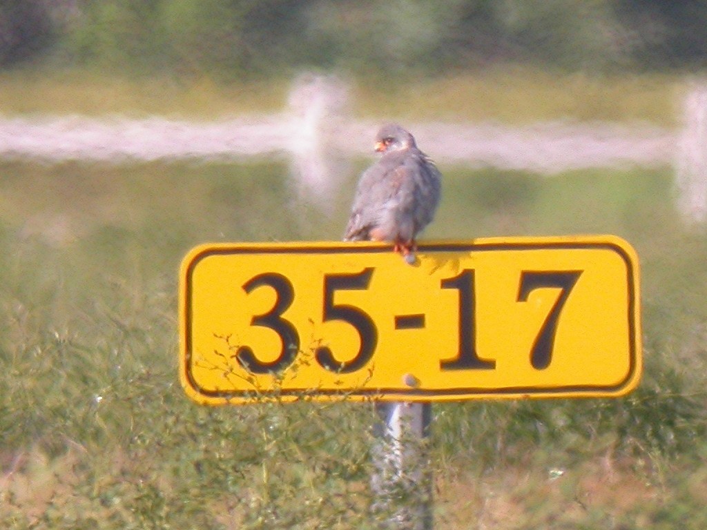 Red-footed Falcon - ML403121691