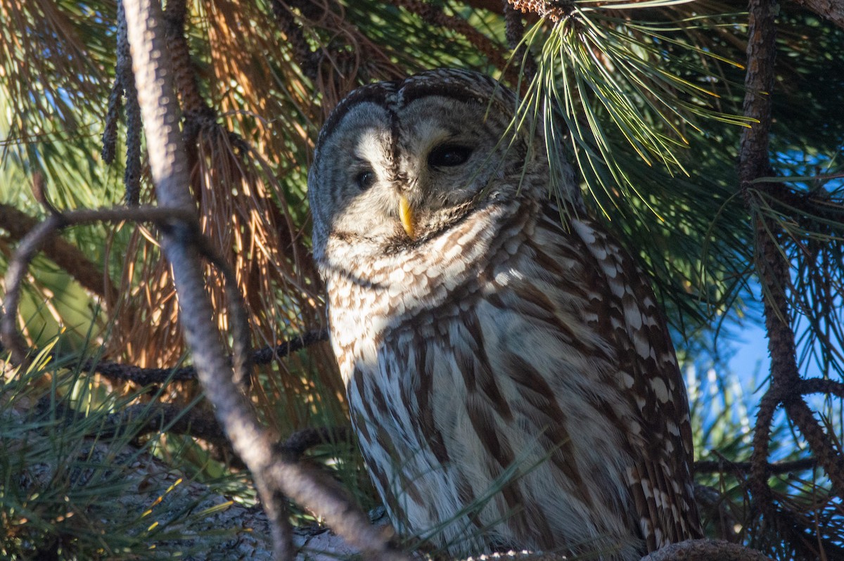 Barred Owl - ML403122421