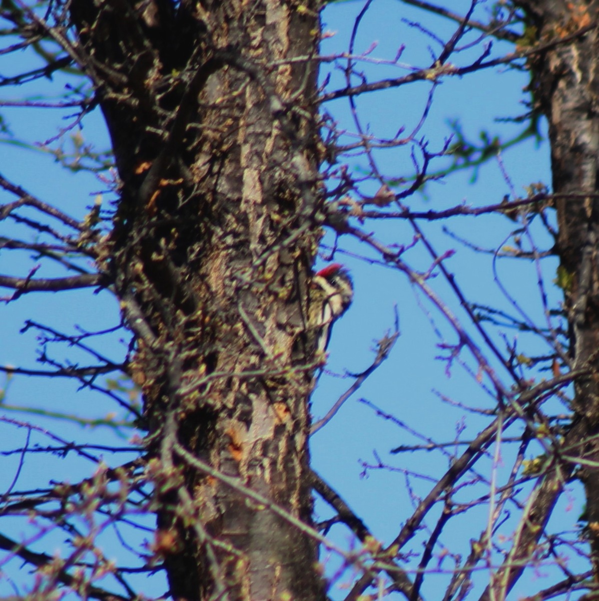 Yellow-bellied Sapsucker - ML40312301