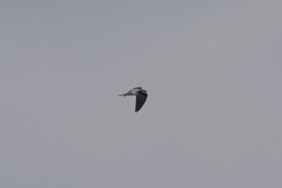 White-tailed Kite - ML403123231