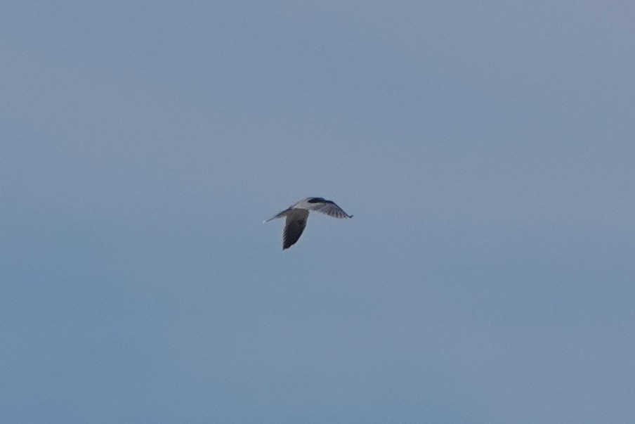 White-tailed Kite - ML403123241