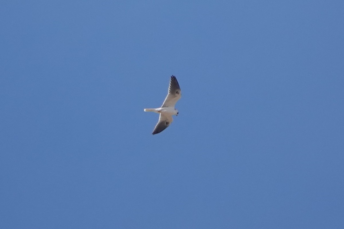 White-tailed Kite - ML403123251