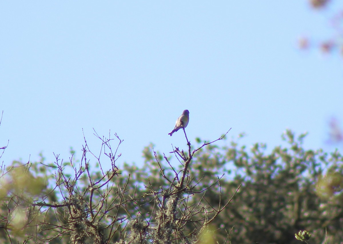 Lawrence's Goldfinch - ML40312341