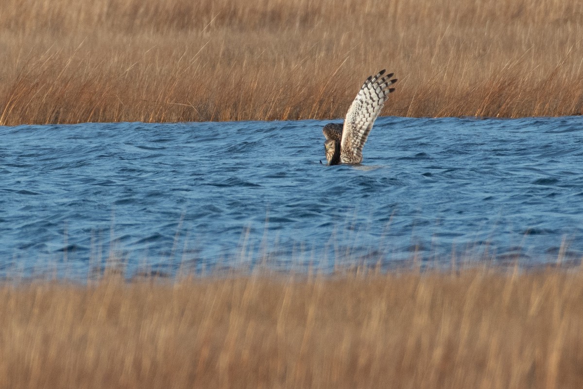 Northern Harrier - ML403123411