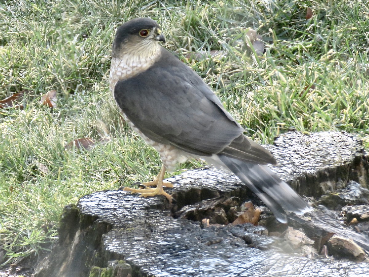 Sharp-shinned Hawk - ML403123531