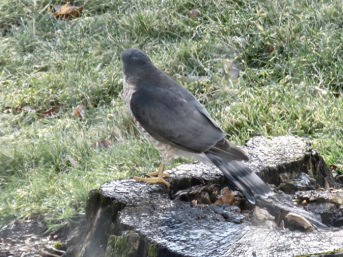 Sharp-shinned Hawk - ML403123561