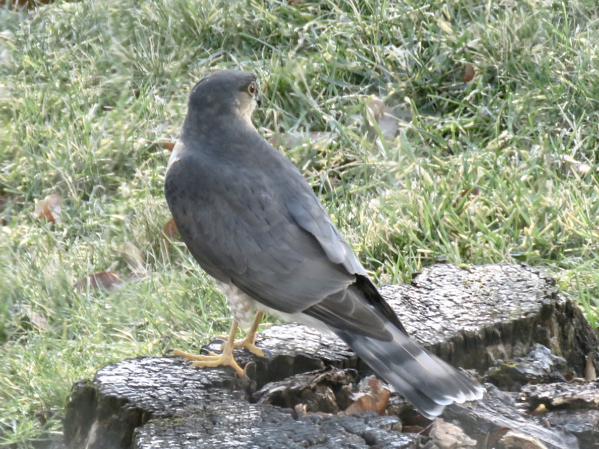 Sharp-shinned Hawk - ML403123581