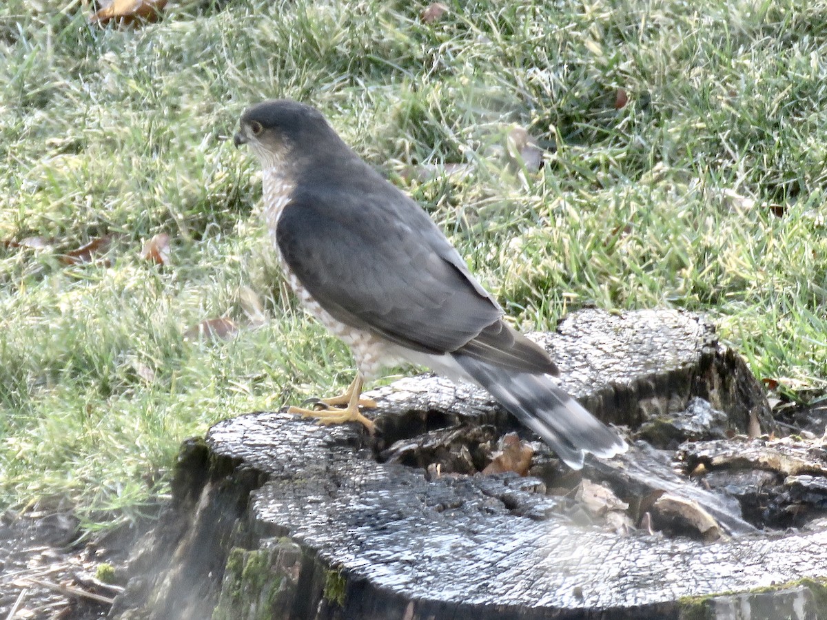 Sharp-shinned Hawk - ML403123591