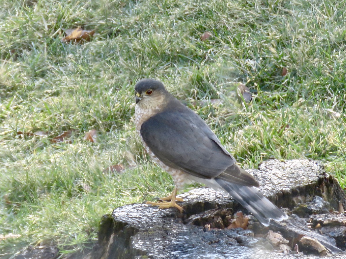 Sharp-shinned Hawk - ML403123601