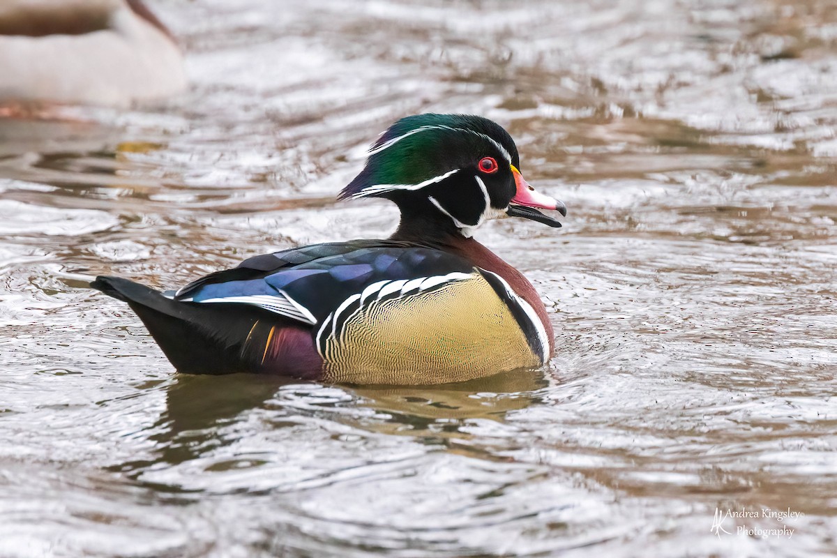 Wood Duck - ML403123691