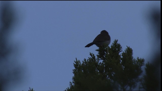 Bewick's Wren - ML403124