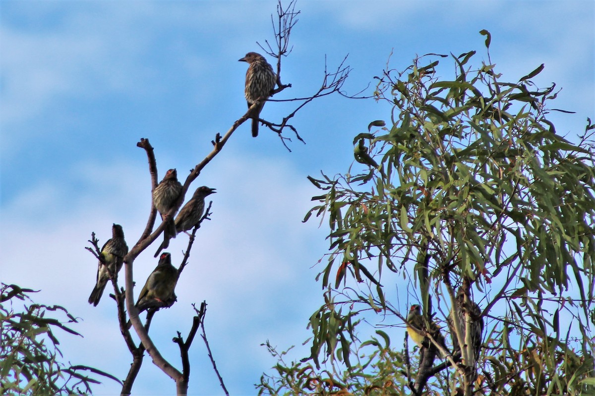 Australasian Figbird - ML403125281