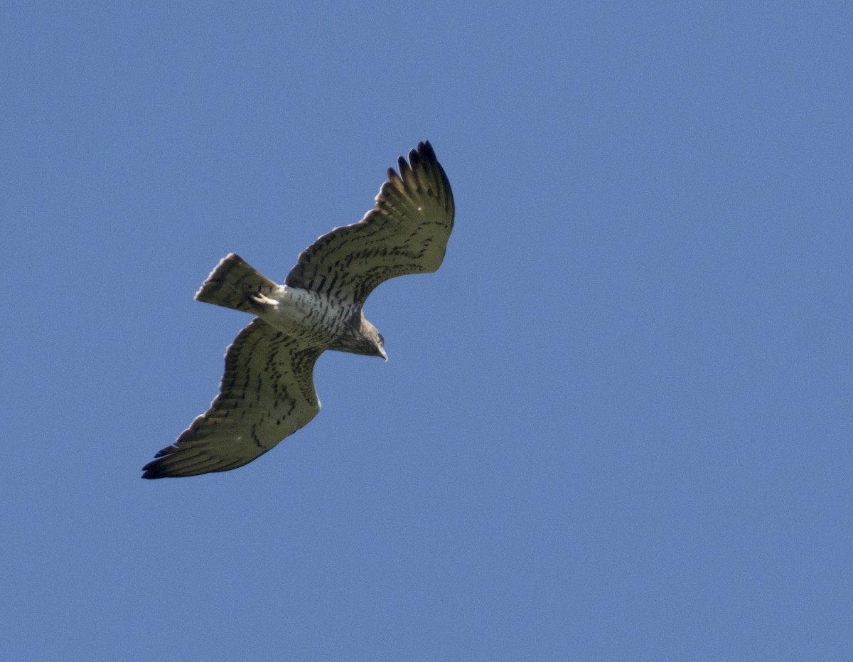 Short-toed Snake-Eagle - ML403125511