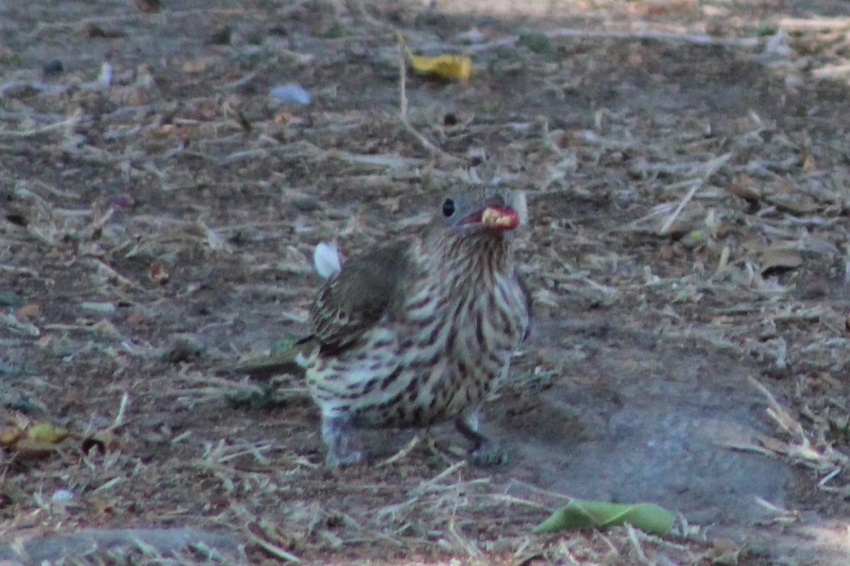 Australasian Figbird - ML403126311