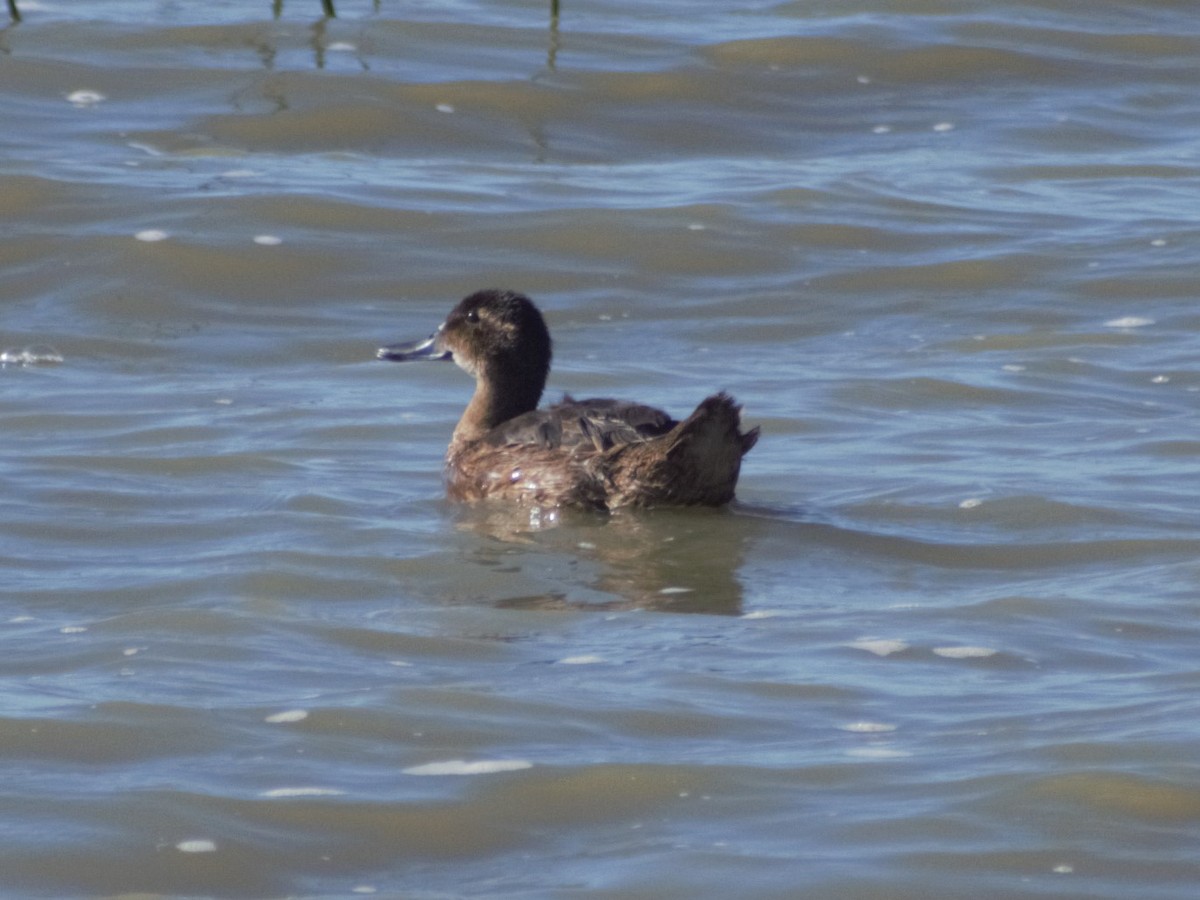 Black-headed Duck - ML403126321