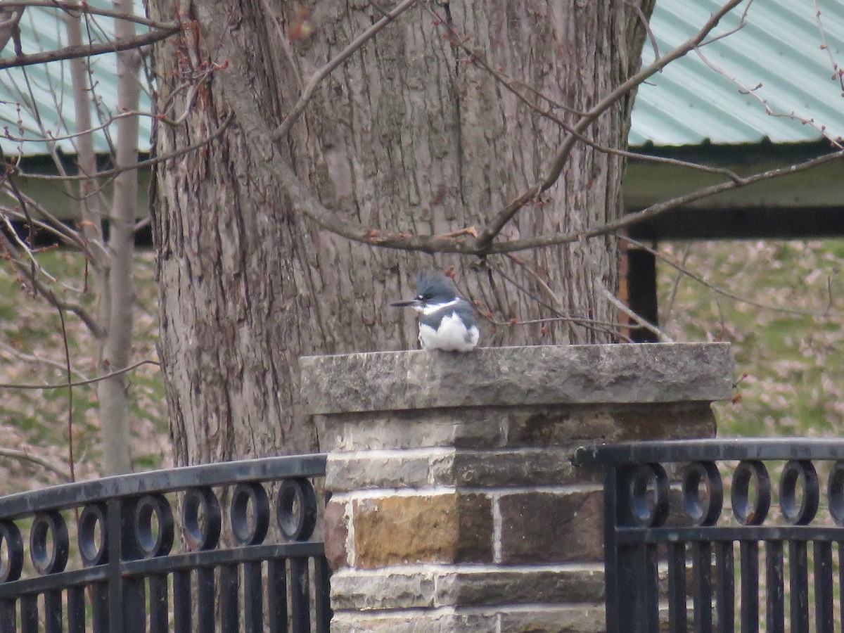 Belted Kingfisher - ML403127091
