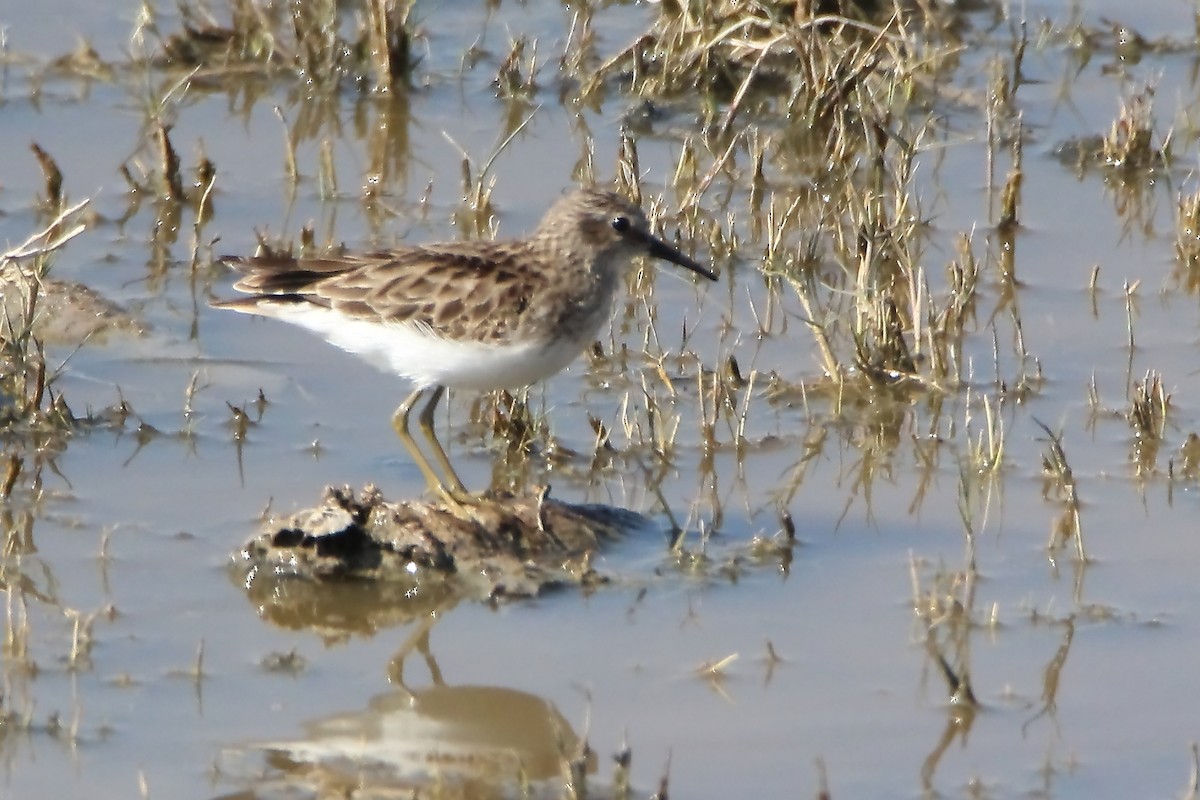 Least Sandpiper - Paul Lewis