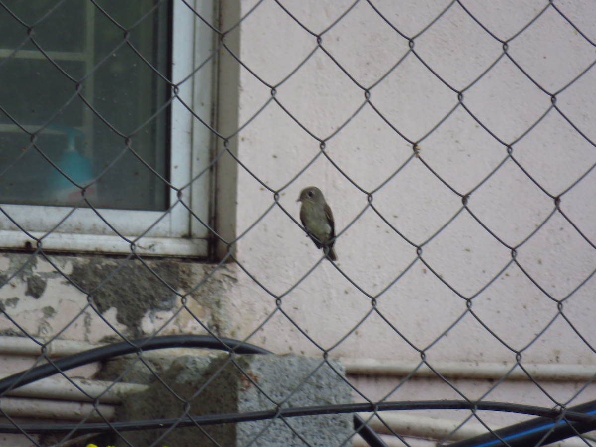 Brown-breasted Flycatcher - ML40312791