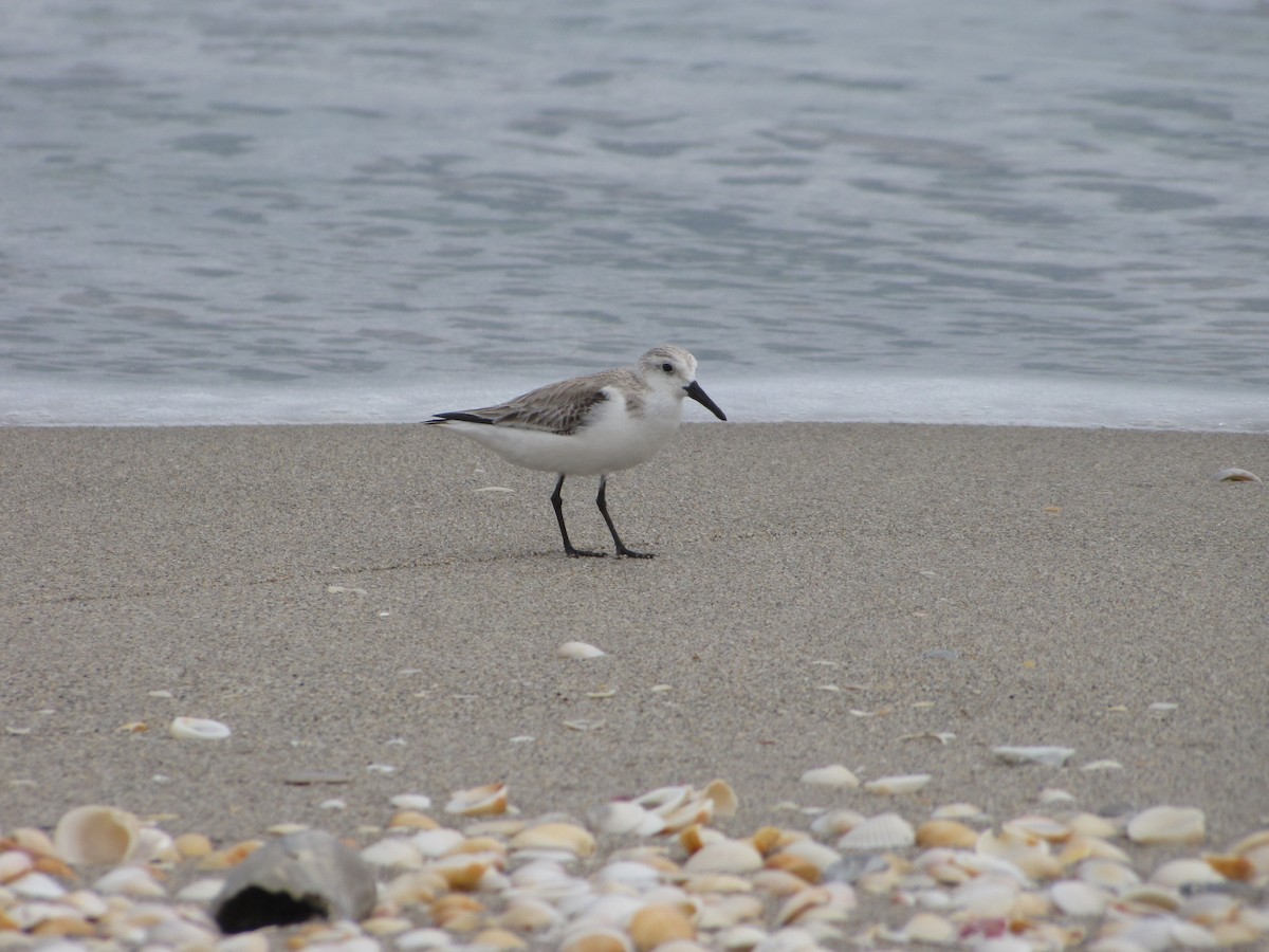 Bécasseau sanderling - ML403128421