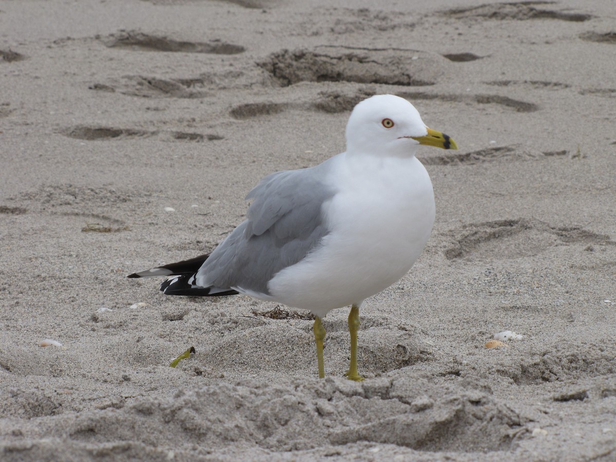 Ring-billed Gull - ML403128511