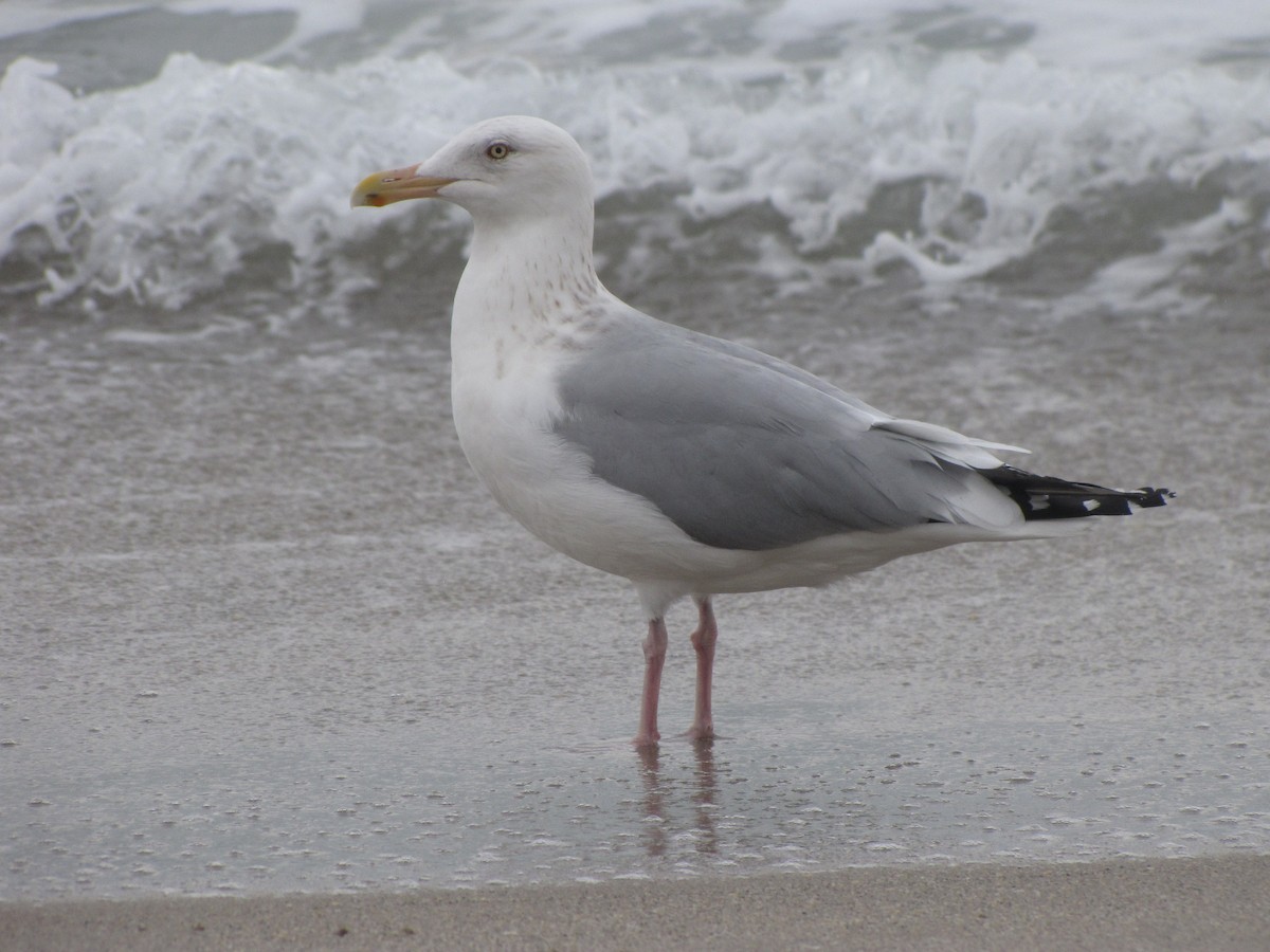 American Herring Gull - ML403128541