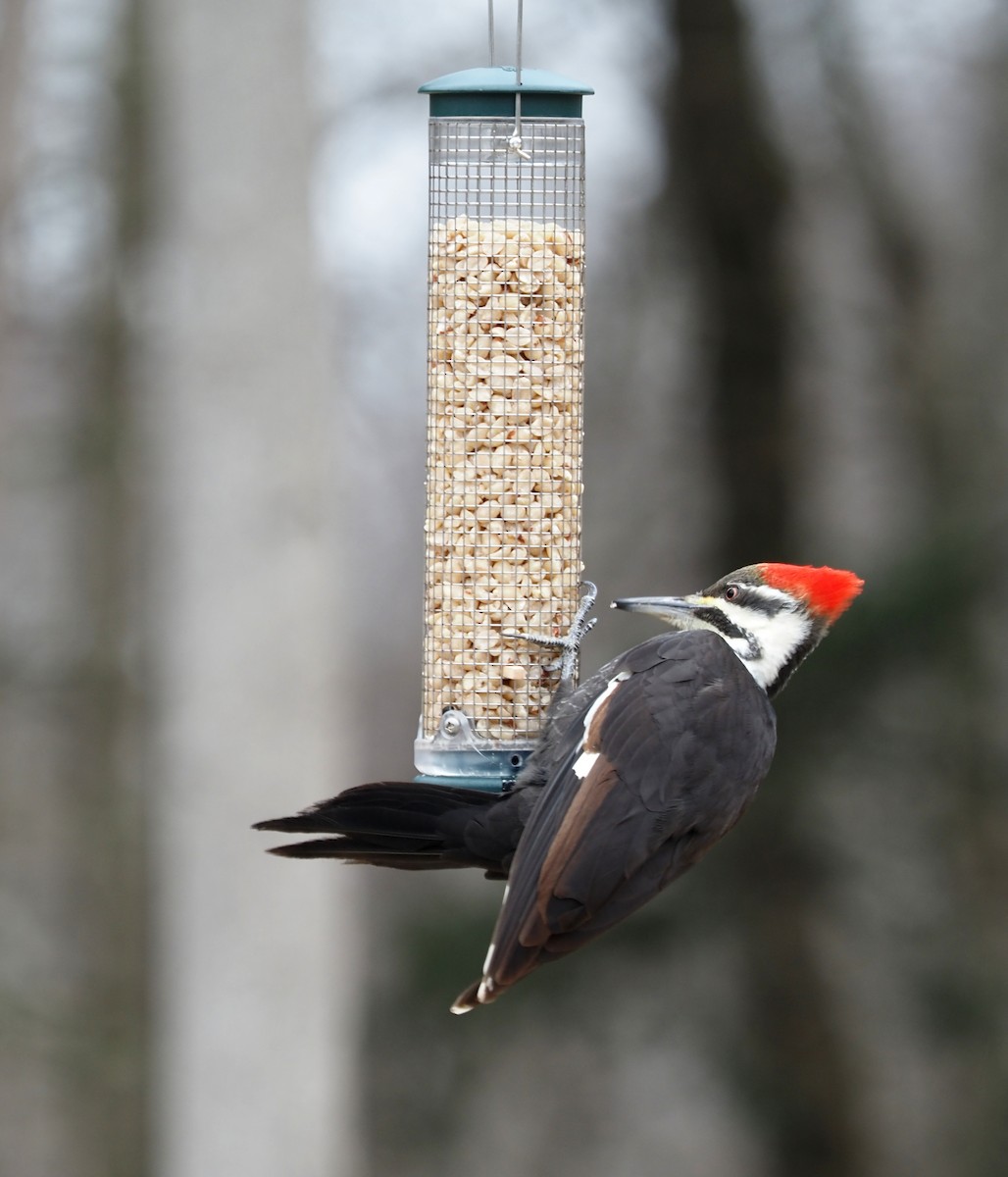 Pileated Woodpecker - Linda Gilbert