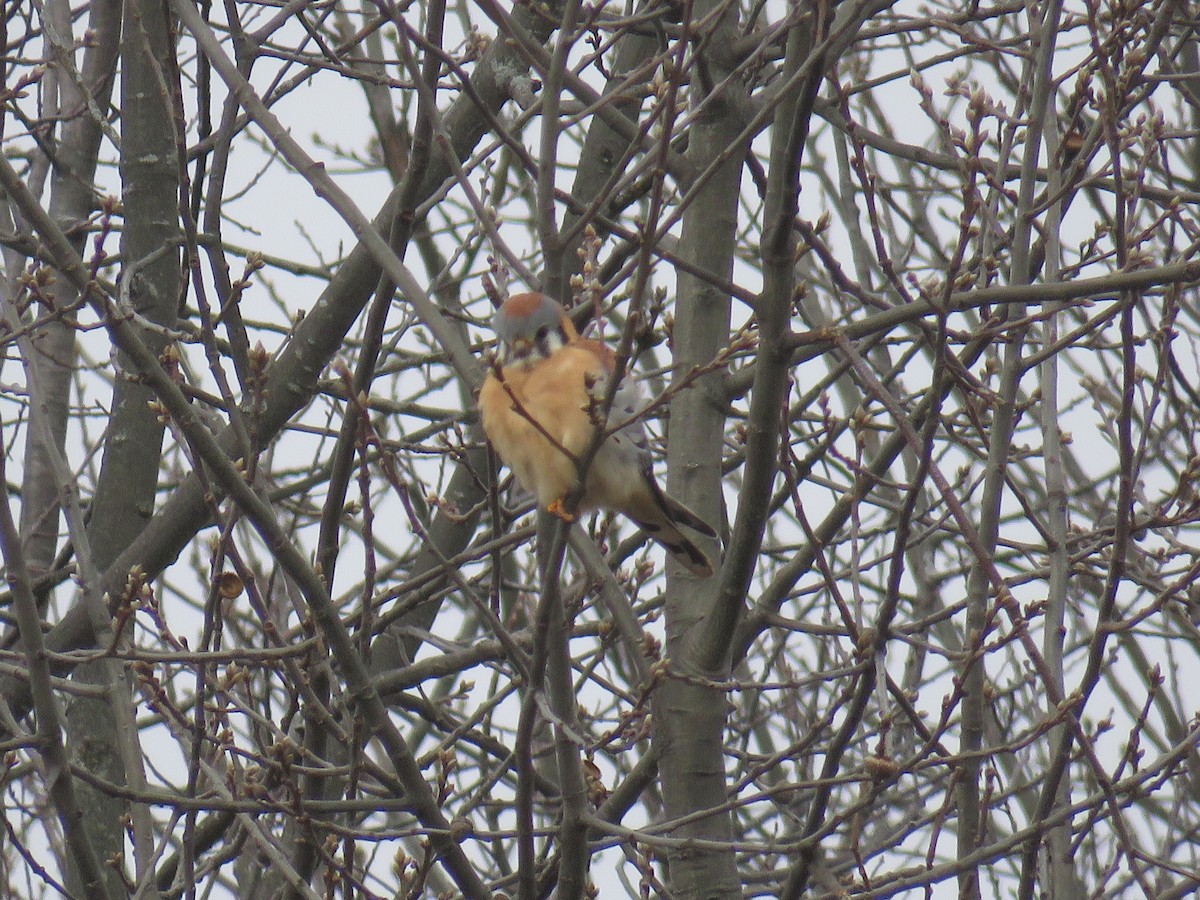 American Kestrel - ML403130301