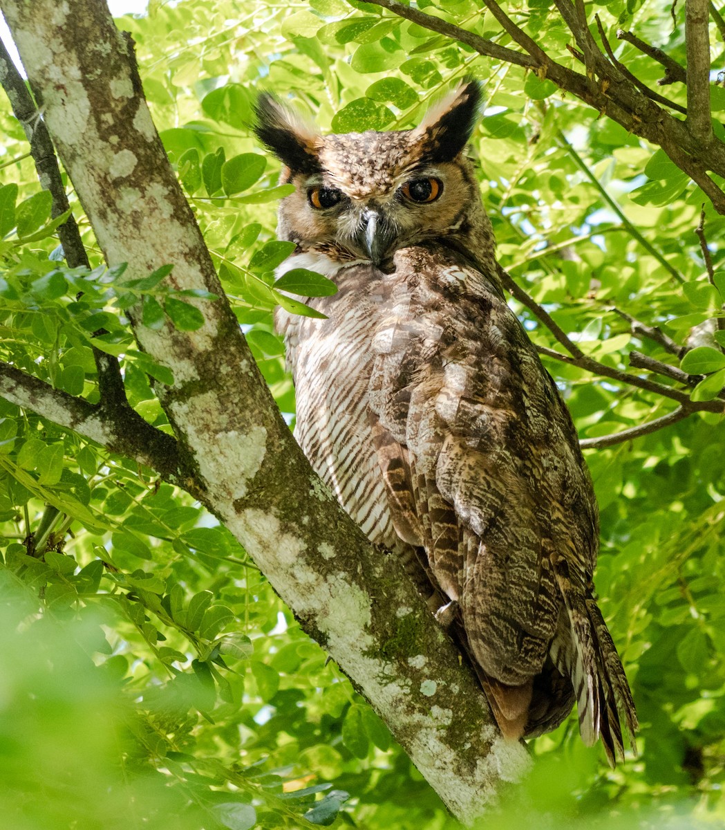 Great Horned Owl - ML403130471