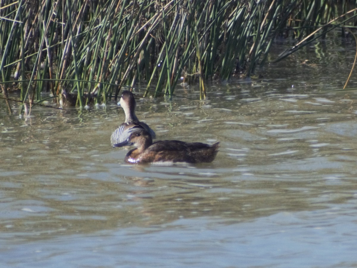 Black-headed Duck - ML403131691