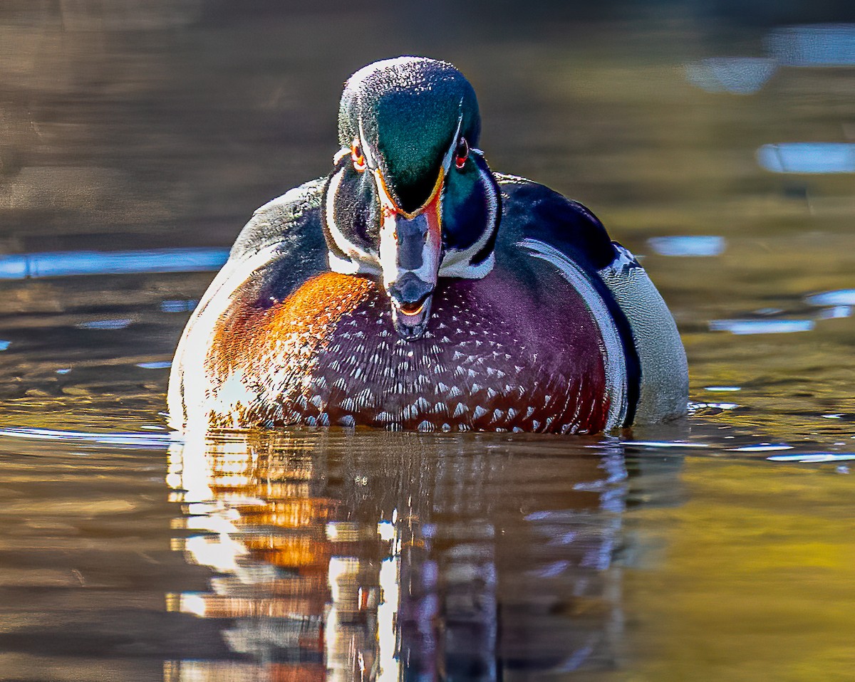 Wood Duck - ML403132141