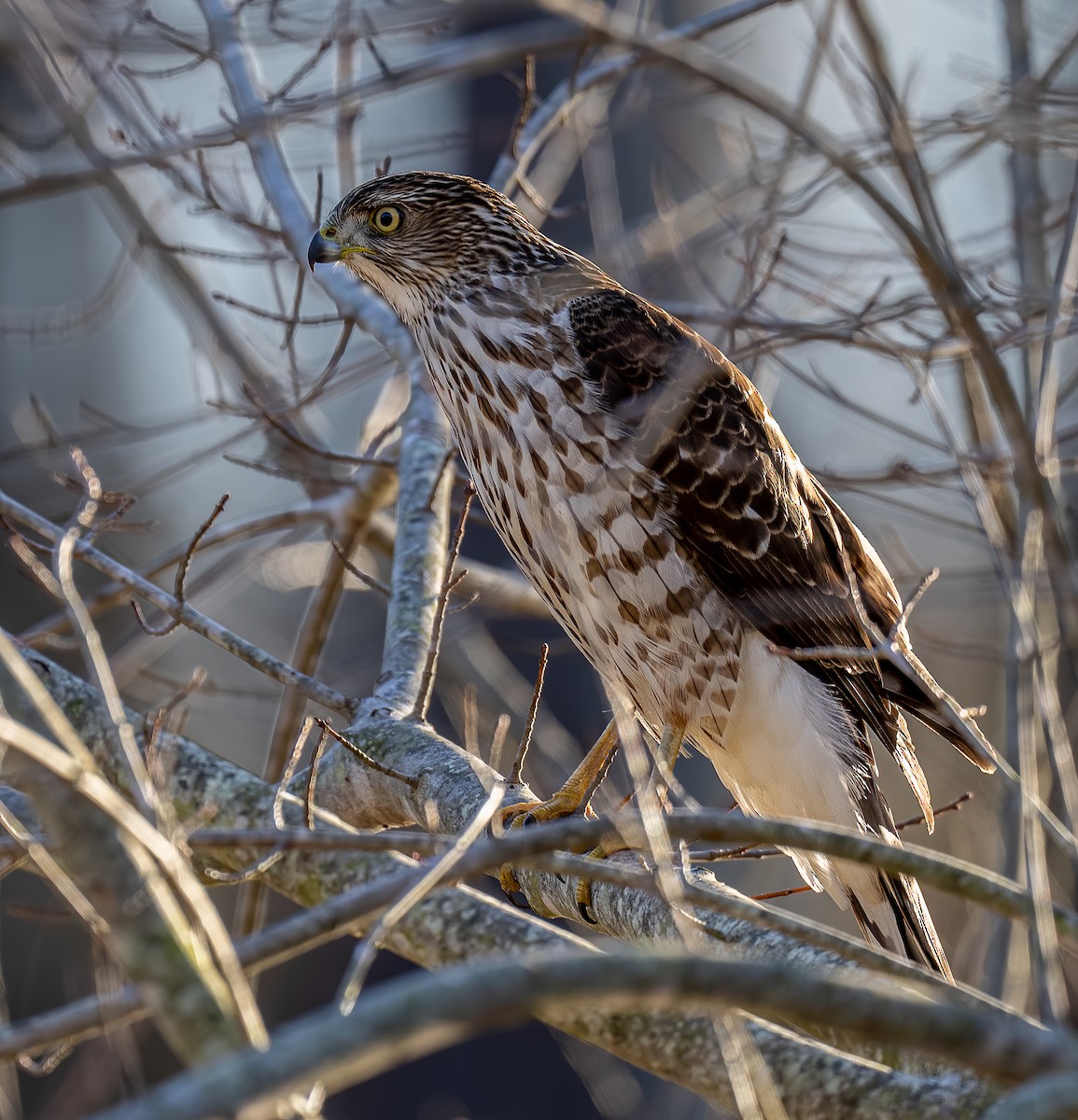 Cooper's Hawk - ML403132241