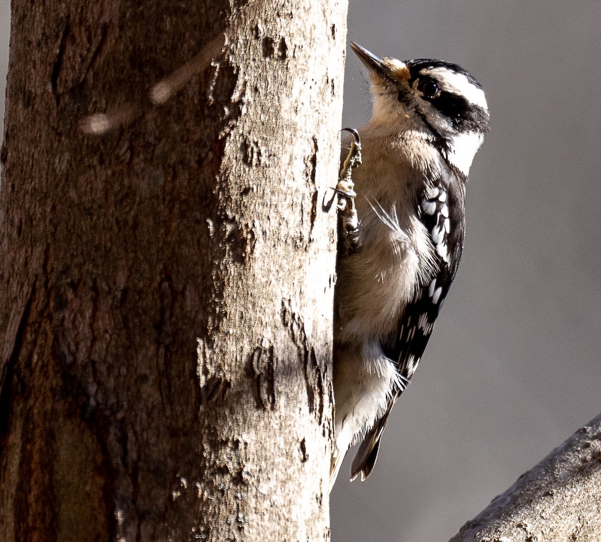 Downy Woodpecker - ML403134991