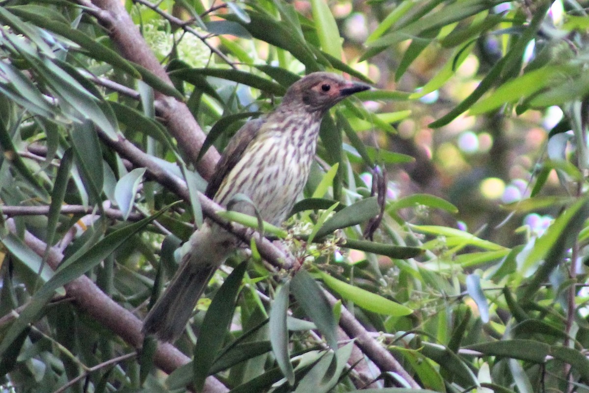 Australasian Figbird - ML403135271